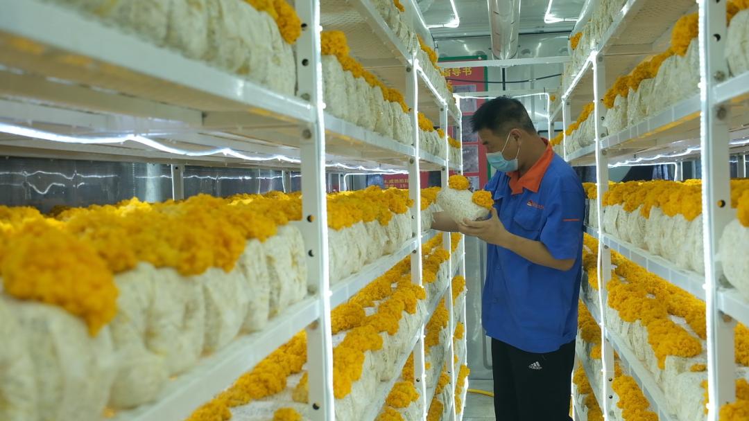 ɽ�|���f�����S�𡱮a(ch��n)�I(y��)����ġ������������Ƽ���(w��n)�a(ch��n)��